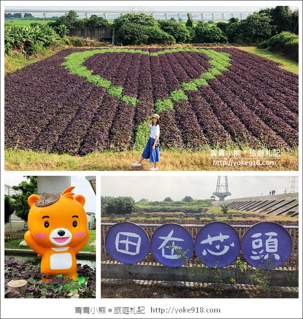 彰化新景點》紫色愛心田．隱藏在竹塘的紫色地瓜葉愛心田好浪漫 @青青小熊＊旅遊札記