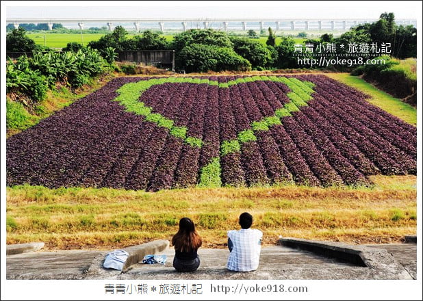 彰化新景點》紫色愛心田．隱藏在竹塘的紫色地瓜葉愛心田好浪漫 @青青小熊＊旅遊札記