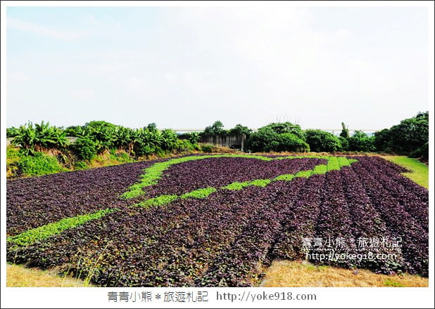 彰化新景點》紫色愛心田．隱藏在竹塘的紫色地瓜葉愛心田好浪漫 @青青小熊＊旅遊札記