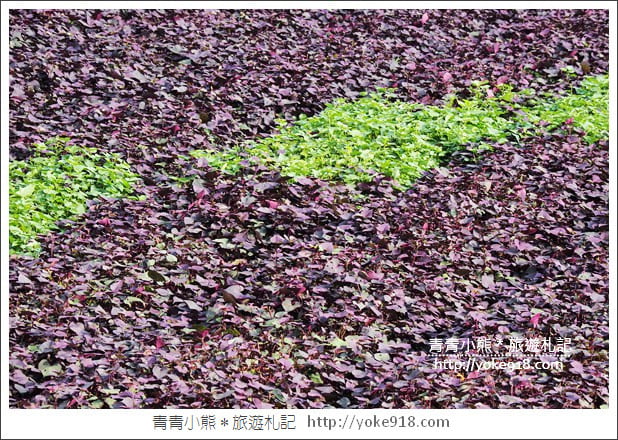 彰化新景點》紫色愛心田．隱藏在竹塘的紫色地瓜葉愛心田好浪漫 @青青小熊＊旅遊札記