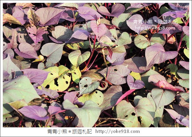 彰化新景點》紫色愛心田．隱藏在竹塘的紫色地瓜葉愛心田好浪漫 @青青小熊＊旅遊札記