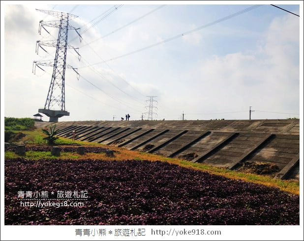 彰化新景點》紫色愛心田．隱藏在竹塘的紫色地瓜葉愛心田好浪漫 @青青小熊＊旅遊札記