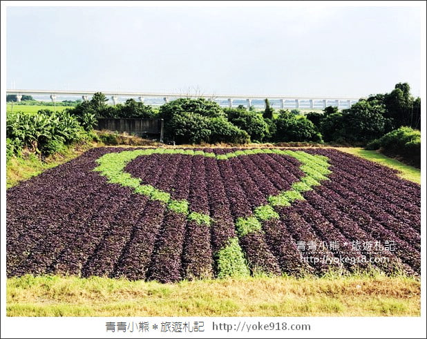 彰化新景點》紫色愛心田．隱藏在竹塘的紫色地瓜葉愛心田好浪漫 @青青小熊＊旅遊札記
