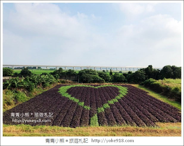 彰化新景點》紫色愛心田．隱藏在竹塘的紫色地瓜葉愛心田好浪漫 @青青小熊＊旅遊札記