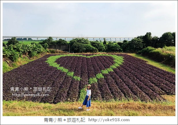 彰化新景點》紫色愛心田．隱藏在竹塘的紫色地瓜葉愛心田好浪漫 @青青小熊＊旅遊札記