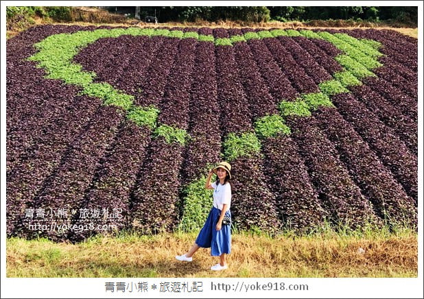 彰化新景點》紫色愛心田．隱藏在竹塘的紫色地瓜葉愛心田好浪漫 @青青小熊＊旅遊札記
