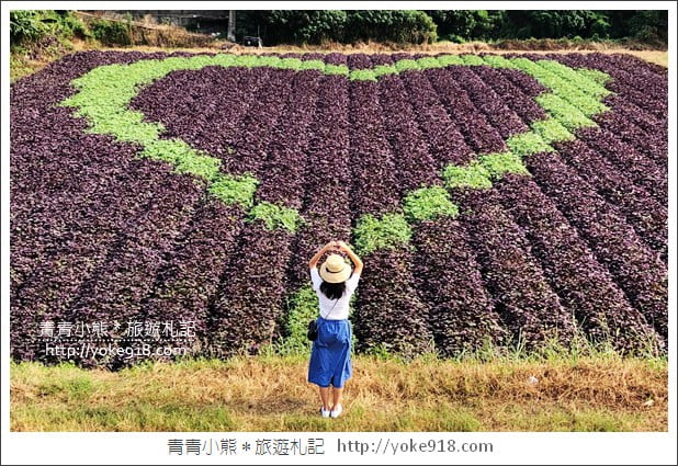 彰化新景點》紫色愛心田．隱藏在竹塘的紫色地瓜葉愛心田好浪漫 @青青小熊＊旅遊札記