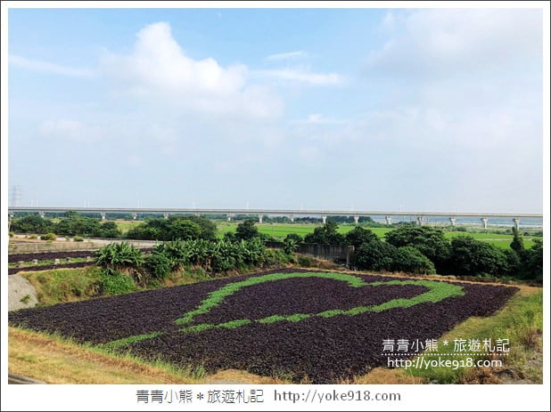 彰化新景點》紫色愛心田．隱藏在竹塘的紫色地瓜葉愛心田好浪漫 @青青小熊＊旅遊札記