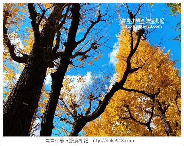 東京景點》明治神宮外苑銀杏大道．這一季最美的金黃大道 @青青小熊＊旅遊札記