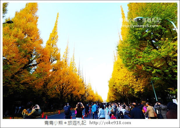 東京景點》明治神宮外苑銀杏大道．這一季最美的金黃大道 @青青小熊＊旅遊札記