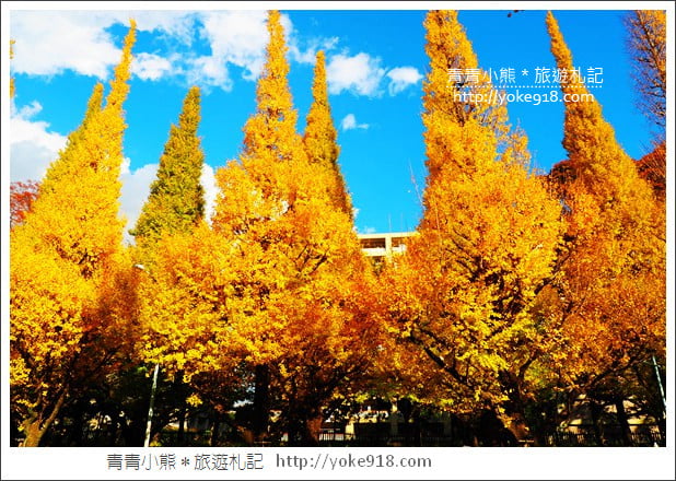 東京景點》明治神宮外苑銀杏大道．這一季最美的金黃大道 @青青小熊＊旅遊札記