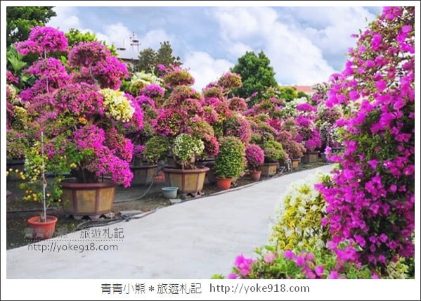 彰化景點》田尾九重葛花園.輝豐園藝~彷彿走進花園迷宮 @青青小熊*旅遊札記 彰化景點》田尾九重葛花園.輝豐園藝~彷彿走進花園迷宮 @青青小熊*旅遊札記