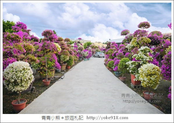 彰化景點》田尾九重葛花園.輝豐園藝~彷彿走進花園迷宮 @青青小熊*旅遊札記 彰化景點》田尾九重葛花園.輝豐園藝~彷彿走進花園迷宮 @青青小熊*旅遊札記