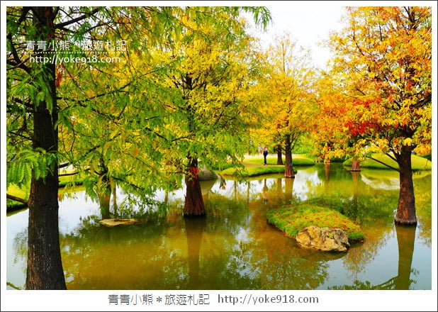 雲林落羽松景點》虎尾青埔落羽松．水池小山丘~小而美的園區好好拍 @青青小熊＊旅遊札記