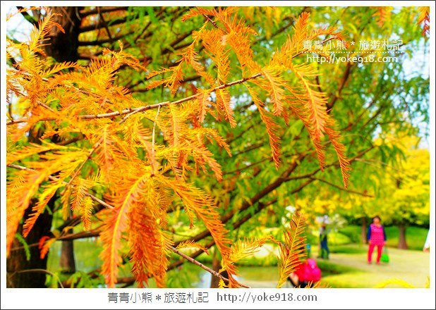 雲林落羽松景點》虎尾青埔落羽松．水池小山丘~小而美的園區好好拍 @青青小熊＊旅遊札記