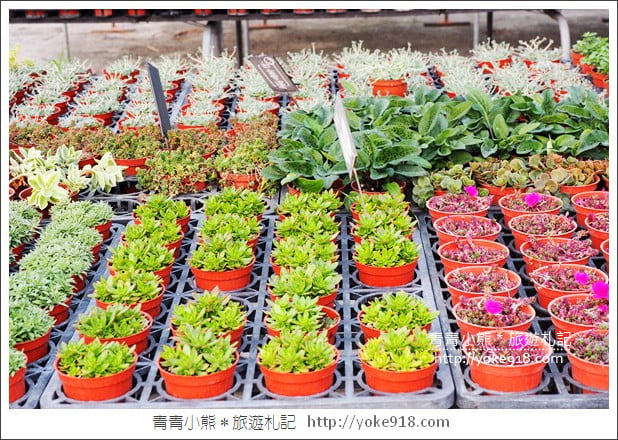彰化田尾景點》綠果庭院．乾燥花鄉村風打卡點~多肉植物控必逛 @青青小熊＊旅遊札記