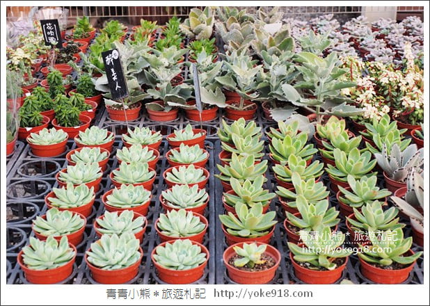 彰化田尾景點》綠果庭院.乾燥花鄉村風打卡點~多肉植物控必逛 @青青小熊*旅遊札記 彰化田尾景點》綠果庭院.乾燥花鄉村風打卡點~多肉植物控必逛 @青青小熊*旅遊札記