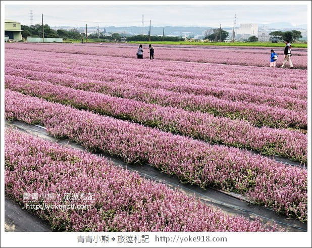 桃園景點》楊梅仙草花節~紫色仙草花田.一起漫步在浪漫的紫色花海中 @青青小熊*旅遊札記 桃園景點》楊梅仙草花節~紫色仙草花田.一起漫步在浪漫的紫色花海中 @青青小熊*旅遊札記
