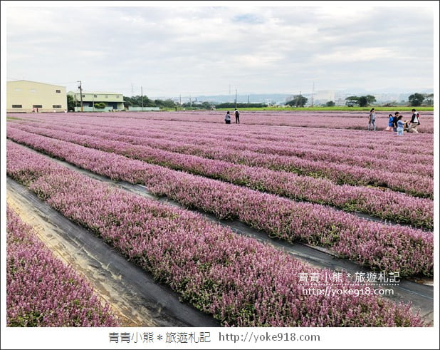 桃園景點》楊梅仙草花節~紫色仙草花田.一起漫步在浪漫的紫色花海中 @青青小熊*旅遊札記 桃園景點》楊梅仙草花節~紫色仙草花田.一起漫步在浪漫的紫色花海中 @青青小熊*旅遊札記