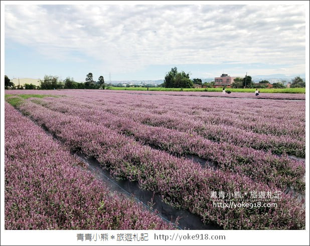 桃園景點》楊梅仙草花節~紫色仙草花田．一起漫步在浪漫的紫色花海中 @青青小熊＊旅遊札記