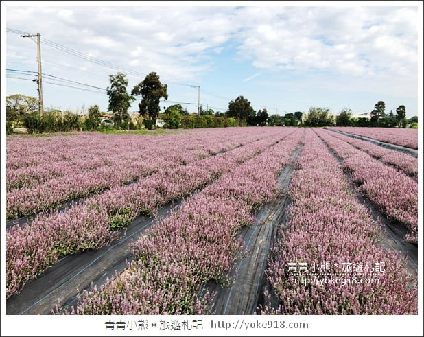 桃園景點》楊梅仙草花節~紫色仙草花田．一起漫步在浪漫的紫色花海中 @青青小熊＊旅遊札記