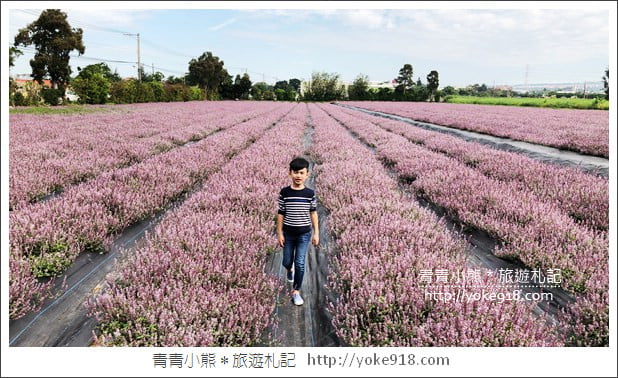 桃園景點》楊梅仙草花節~紫色仙草花田.一起漫步在浪漫的紫色花海中 @青青小熊*旅遊札記 桃園景點》楊梅仙草花節~紫色仙草花田.一起漫步在浪漫的紫色花海中 @青青小熊*旅遊札記