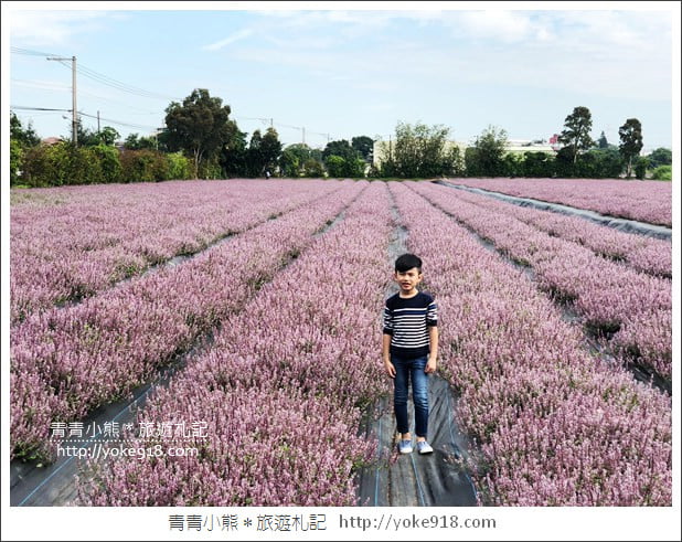 桃園景點》楊梅仙草花節~紫色仙草花田.一起漫步在浪漫的紫色花海中 @青青小熊*旅遊札記 桃園景點》楊梅仙草花節~紫色仙草花田.一起漫步在浪漫的紫色花海中 @青青小熊*旅遊札記