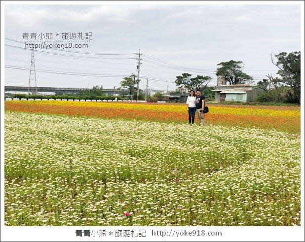 桃園景點》楊梅仙草花節~紫色仙草花田．一起漫步在浪漫的紫色花海中 @青青小熊＊旅遊札記