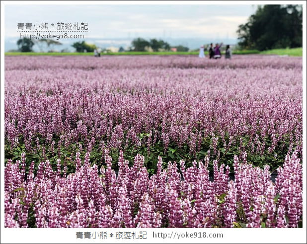 桃園景點》楊梅仙草花節~紫色仙草花田．一起漫步在浪漫的紫色花海中 @青青小熊＊旅遊札記