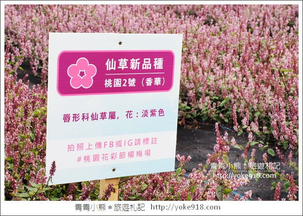 桃園景點》楊梅仙草花節~紫色仙草花田.一起漫步在浪漫的紫色花海中 @青青小熊*旅遊札記 桃園景點》楊梅仙草花節~紫色仙草花田.一起漫步在浪漫的紫色花海中 @青青小熊*旅遊札記