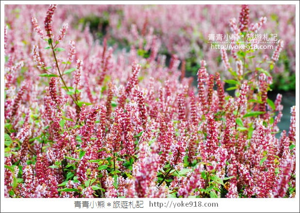 桃園景點》楊梅仙草花節~紫色仙草花田．一起漫步在浪漫的紫色花海中 @青青小熊＊旅遊札記