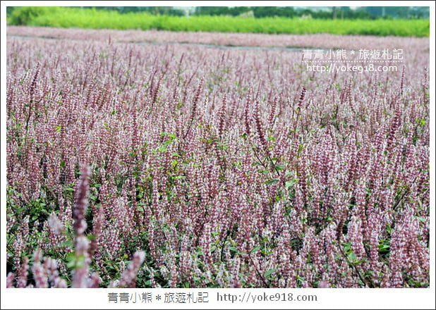 桃園景點》楊梅仙草花節~紫色仙草花田.一起漫步在浪漫的紫色花海中 @青青小熊*旅遊札記 桃園景點》楊梅仙草花節~紫色仙草花田.一起漫步在浪漫的紫色花海中 @青青小熊*旅遊札記