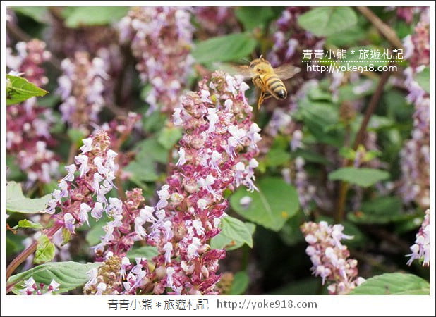 桃園景點》楊梅仙草花節~紫色仙草花田.一起漫步在浪漫的紫色花海中 @青青小熊*旅遊札記 桃園景點》楊梅仙草花節~紫色仙草花田.一起漫步在浪漫的紫色花海中 @青青小熊*旅遊札記