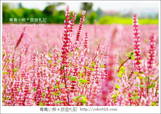 桃園景點》楊梅仙草花節~紫色仙草花田．一起漫步在浪漫的紫色花海中 @青青小熊＊旅遊札記