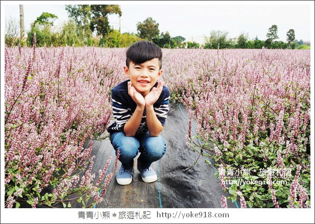 桃園景點》楊梅仙草花節~紫色仙草花田.一起漫步在浪漫的紫色花海中 @青青小熊*旅遊札記 桃園景點》楊梅仙草花節~紫色仙草花田.一起漫步在浪漫的紫色花海中 @青青小熊*旅遊札記