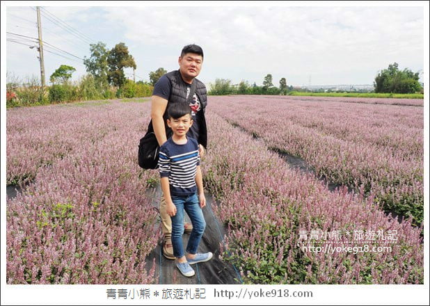 桃園景點》楊梅仙草花節~紫色仙草花田.一起漫步在浪漫的紫色花海中 @青青小熊*旅遊札記 桃園景點》楊梅仙草花節~紫色仙草花田.一起漫步在浪漫的紫色花海中 @青青小熊*旅遊札記