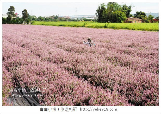 桃園景點》楊梅仙草花節~紫色仙草花田.一起漫步在浪漫的紫色花海中 @青青小熊*旅遊札記 桃園景點》楊梅仙草花節~紫色仙草花田.一起漫步在浪漫的紫色花海中 @青青小熊*旅遊札記