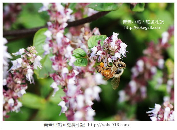 桃園景點》楊梅仙草花節~紫色仙草花田.一起漫步在浪漫的紫色花海中 @青青小熊*旅遊札記 桃園景點》楊梅仙草花節~紫色仙草花田.一起漫步在浪漫的紫色花海中 @青青小熊*旅遊札記