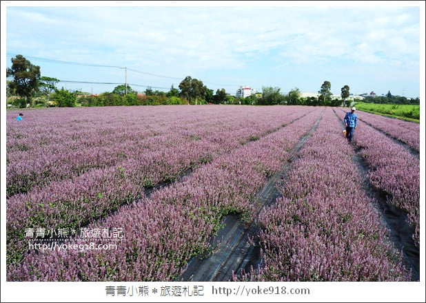 桃園景點》楊梅仙草花節~紫色仙草花田.一起漫步在浪漫的紫色花海中 @青青小熊*旅遊札記 桃園景點》楊梅仙草花節~紫色仙草花田.一起漫步在浪漫的紫色花海中 @青青小熊*旅遊札記