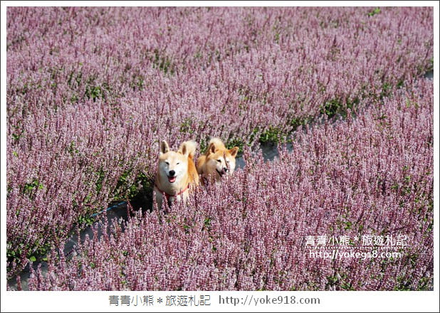 桃園景點》楊梅仙草花節~紫色仙草花田．一起漫步在浪漫的紫色花海中 @青青小熊＊旅遊札記