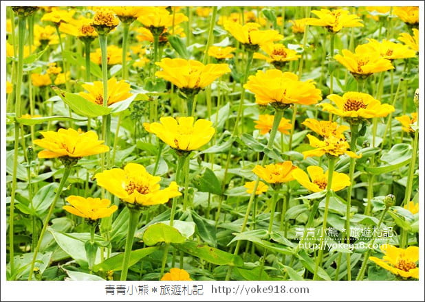 桃園景點》楊梅仙草花節~紫色仙草花田.一起漫步在浪漫的紫色花海中 @青青小熊*旅遊札記 桃園景點》楊梅仙草花節~紫色仙草花田.一起漫步在浪漫的紫色花海中 @青青小熊*旅遊札記