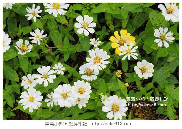 桃園景點》楊梅仙草花節~紫色仙草花田.一起漫步在浪漫的紫色花海中 @青青小熊*旅遊札記 桃園景點》楊梅仙草花節~紫色仙草花田.一起漫步在浪漫的紫色花海中 @青青小熊*旅遊札記