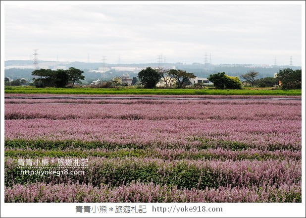 桃園景點》楊梅仙草花節~紫色仙草花田.一起漫步在浪漫的紫色花海中 @青青小熊*旅遊札記 桃園景點》楊梅仙草花節~紫色仙草花田.一起漫步在浪漫的紫色花海中 @青青小熊*旅遊札記