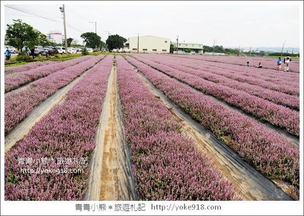 桃園景點》楊梅仙草花節~紫色仙草花田.一起漫步在浪漫的紫色花海中 @青青小熊*旅遊札記 桃園景點》楊梅仙草花節~紫色仙草花田.一起漫步在浪漫的紫色花海中 @青青小熊*旅遊札記