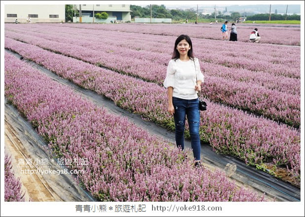 桃園景點》楊梅仙草花節~紫色仙草花田.一起漫步在浪漫的紫色花海中 @青青小熊*旅遊札記 桃園景點》楊梅仙草花節~紫色仙草花田.一起漫步在浪漫的紫色花海中 @青青小熊*旅遊札記