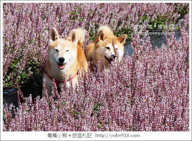 桃園景點》楊梅仙草花節~紫色仙草花田.一起漫步在浪漫的紫色花海中 @青青小熊*旅遊札記 桃園景點》楊梅仙草花節~紫色仙草花田.一起漫步在浪漫的紫色花海中 @青青小熊*旅遊札記