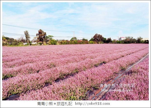 桃園景點》楊梅仙草花節~紫色仙草花田．一起漫步在浪漫的紫色花海中 @青青小熊＊旅遊札記