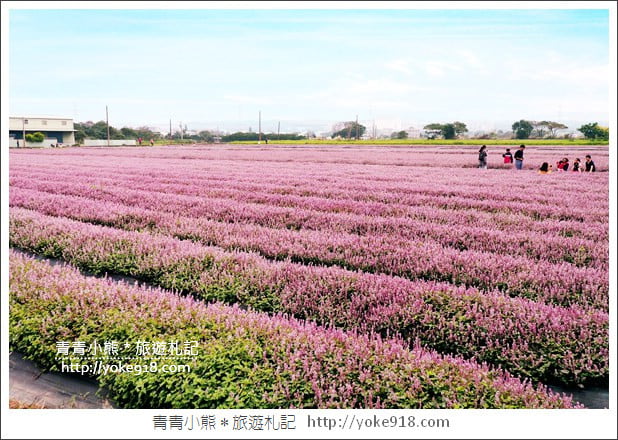 桃園景點》楊梅仙草花節~紫色仙草花田.一起漫步在浪漫的紫色花海中 @青青小熊*旅遊札記 桃園景點》楊梅仙草花節~紫色仙草花田.一起漫步在浪漫的紫色花海中 @青青小熊*旅遊札記