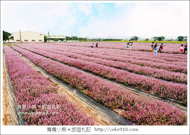 桃園景點》楊梅仙草花節~紫色仙草花田．一起漫步在浪漫的紫色花海中 @青青小熊＊旅遊札記