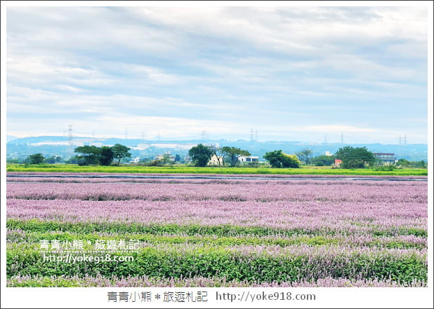 桃園景點》楊梅仙草花節~紫色仙草花田.一起漫步在浪漫的紫色花海中 @青青小熊*旅遊札記 桃園景點》楊梅仙草花節~紫色仙草花田.一起漫步在浪漫的紫色花海中 @青青小熊*旅遊札記